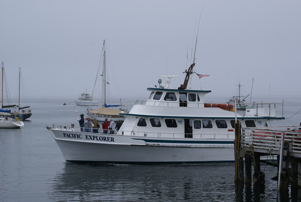 Pacific Explorer Whale Watching